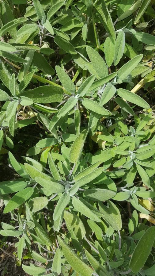 فيلا Rifugio Valentina Uscio المظهر الخارجي الصورة